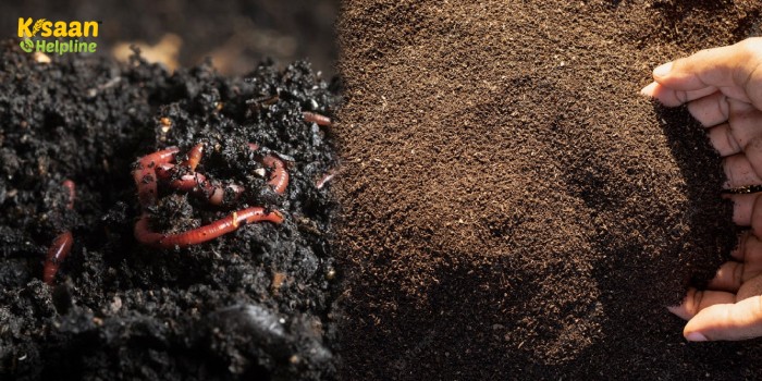 जानिए वर्मीकम्पोस्ट तैयार करने की विधि के बारे में 